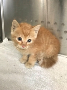 Fundkatze 9.8.2023 Fundkatze 9.8.2023
